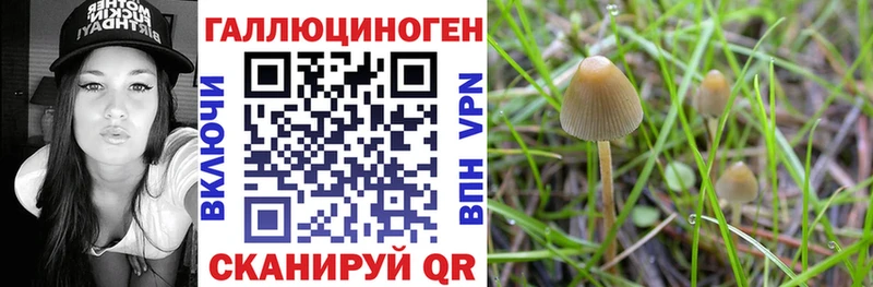 Галлюциногенные грибы Psilocybine cubensis Купить Переславль-Залесский